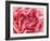 Roses-Fabio Petroni-Framed Photographic Print