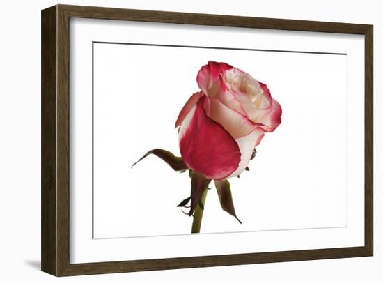 Roses-Fabio Petroni-Framed Photographic Print