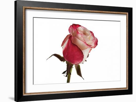 Roses-Fabio Petroni-Framed Photographic Print