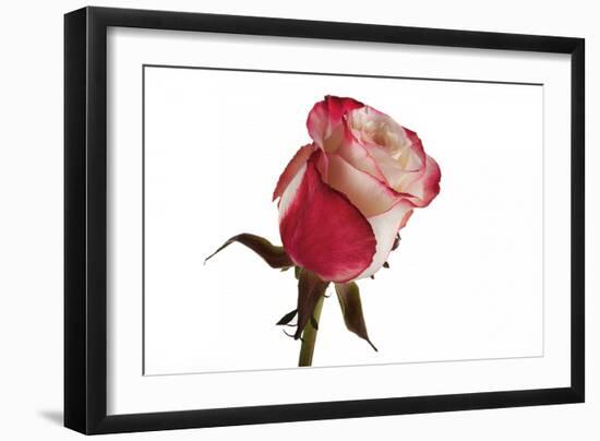 Roses-Fabio Petroni-Framed Photographic Print