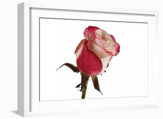 Roses-Fabio Petroni-Framed Photographic Print