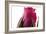 Roses-Fabio Petroni-Framed Photographic Print