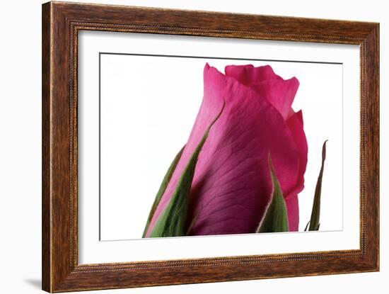 Roses-Fabio Petroni-Framed Photographic Print