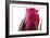 Roses-Fabio Petroni-Framed Photographic Print