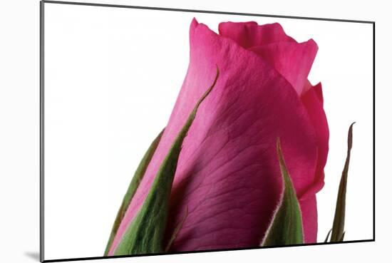 Roses-Fabio Petroni-Mounted Photographic Print