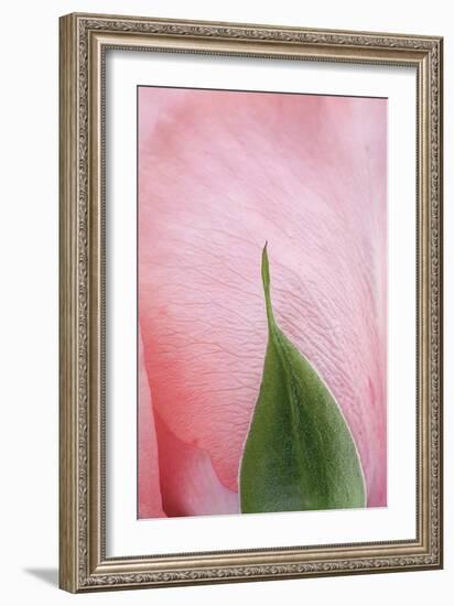 Roses-Fabio Petroni-Framed Photographic Print