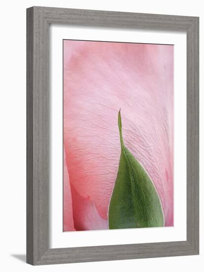 Roses-Fabio Petroni-Framed Photographic Print