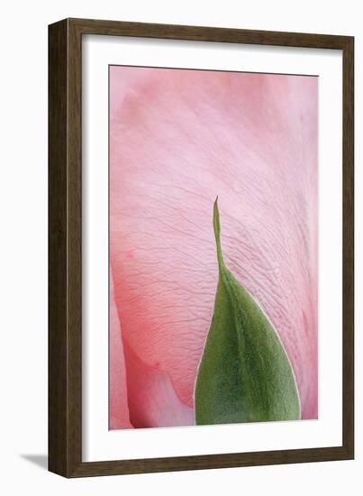 Roses-Fabio Petroni-Framed Photographic Print