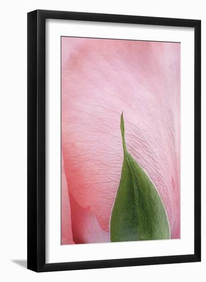 Roses-Fabio Petroni-Framed Photographic Print