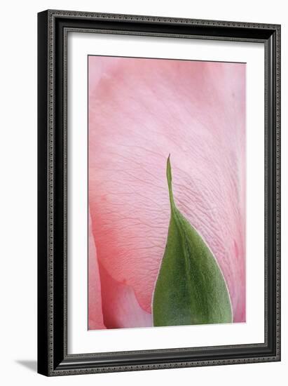 Roses-Fabio Petroni-Framed Photographic Print