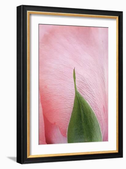 Roses-Fabio Petroni-Framed Photographic Print