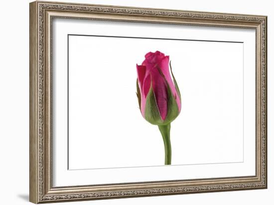 Roses-Fabio Petroni-Framed Photographic Print