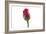 Roses-Fabio Petroni-Framed Photographic Print