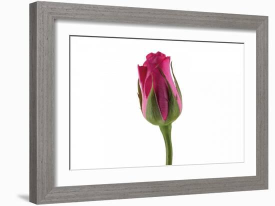 Roses-Fabio Petroni-Framed Photographic Print