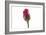 Roses-Fabio Petroni-Framed Photographic Print