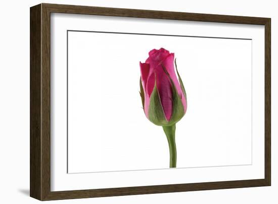 Roses-Fabio Petroni-Framed Photographic Print