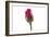 Roses-Fabio Petroni-Framed Photographic Print