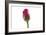 Roses-Fabio Petroni-Framed Photographic Print