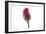 Roses-Fabio Petroni-Framed Photographic Print