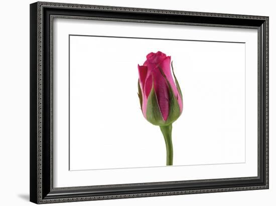 Roses-Fabio Petroni-Framed Photographic Print