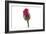 Roses-Fabio Petroni-Framed Photographic Print