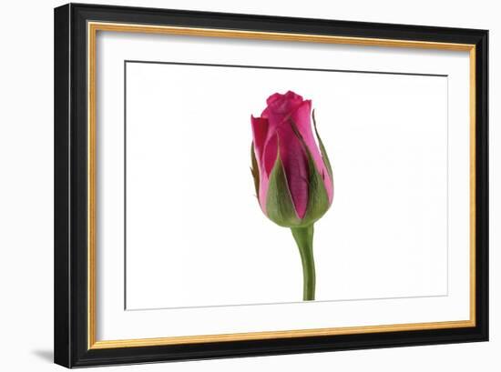 Roses-Fabio Petroni-Framed Photographic Print