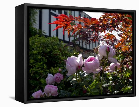 Roses-Charles Bowman-Framed Premier Image Canvas