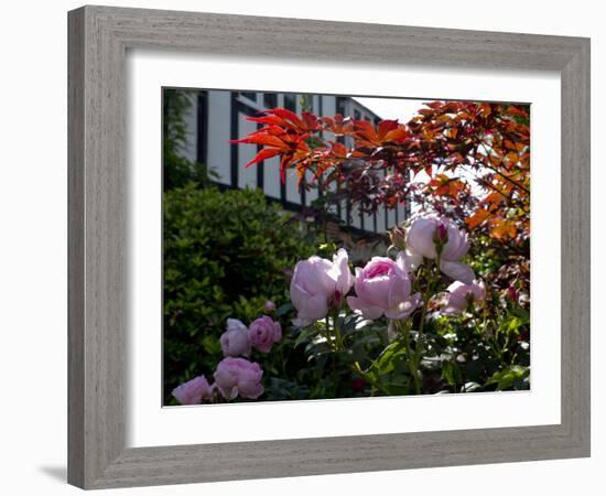 Roses-Charles Bowman-Framed Photographic Print