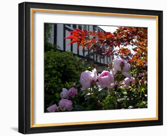 Roses-Charles Bowman-Framed Photographic Print