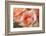 roses-Heidi Westum-Framed Photographic Print