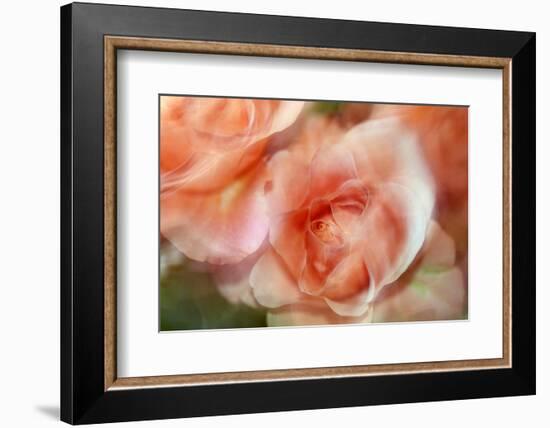 roses-Heidi Westum-Framed Photographic Print