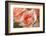 roses-Heidi Westum-Framed Photographic Print