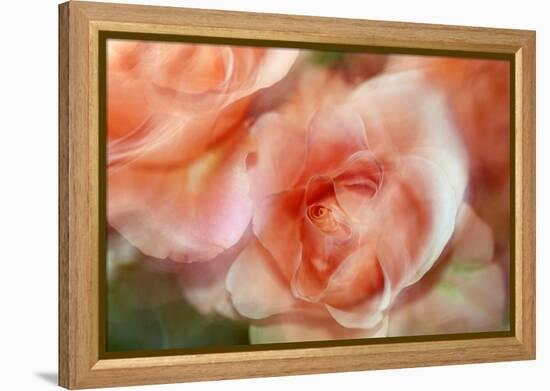 roses-Heidi Westum-Framed Premier Image Canvas