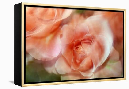 roses-Heidi Westum-Framed Premier Image Canvas