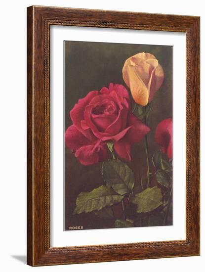 Roses-null-Framed Art Print