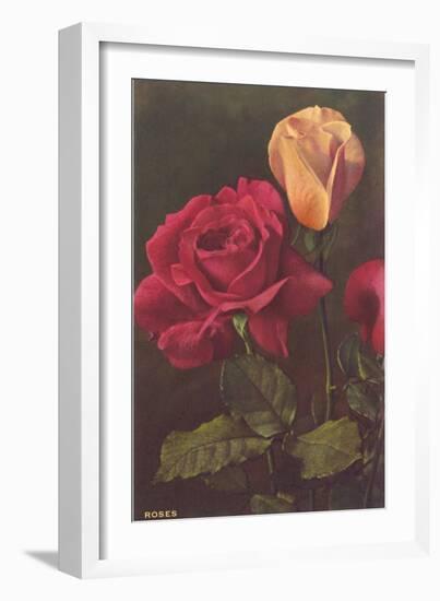 Roses-null-Framed Art Print