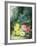 Roses-Oliver Clare-Framed Giclee Print