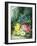 Roses-Oliver Clare-Framed Premium Giclee Print