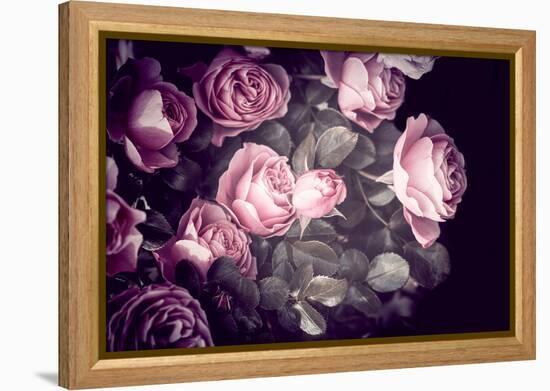 Roses-Philippe Sainte-Laudy-Framed Premier Image Canvas