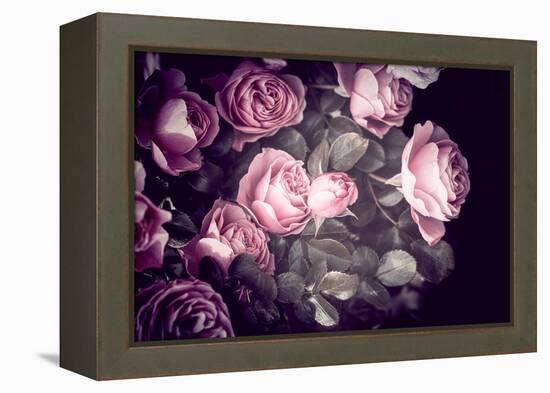 Roses-Philippe Sainte-Laudy-Framed Premier Image Canvas