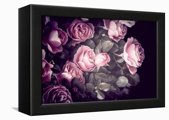 Roses-Philippe Sainte-Laudy-Framed Premier Image Canvas