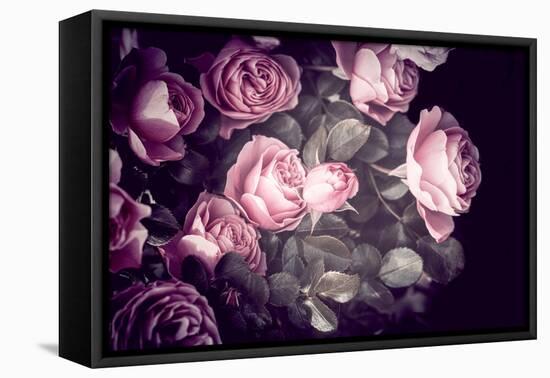 Roses-Philippe Sainte-Laudy-Framed Premier Image Canvas