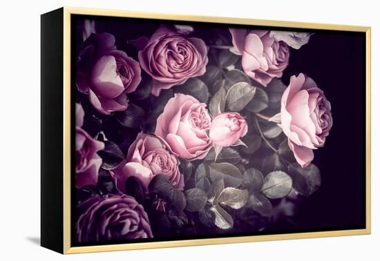 Roses-Philippe Sainte-Laudy-Framed Premier Image Canvas