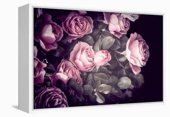 Roses-Philippe Sainte-Laudy-Framed Premier Image Canvas