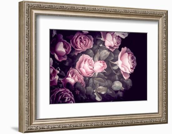 Roses-Philippe Sainte-Laudy-Framed Photographic Print