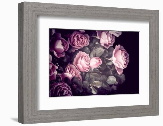 Roses-Philippe Sainte-Laudy-Framed Photographic Print