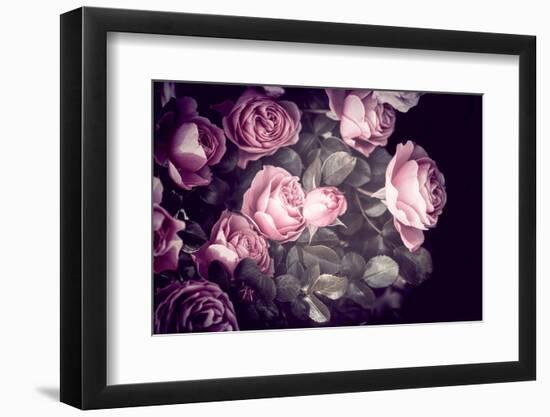 Roses-Philippe Sainte-Laudy-Framed Photographic Print