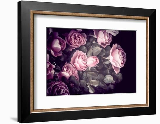 Roses-Philippe Sainte-Laudy-Framed Photographic Print