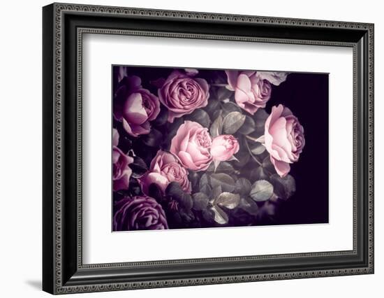 Roses-Philippe Sainte-Laudy-Framed Photographic Print