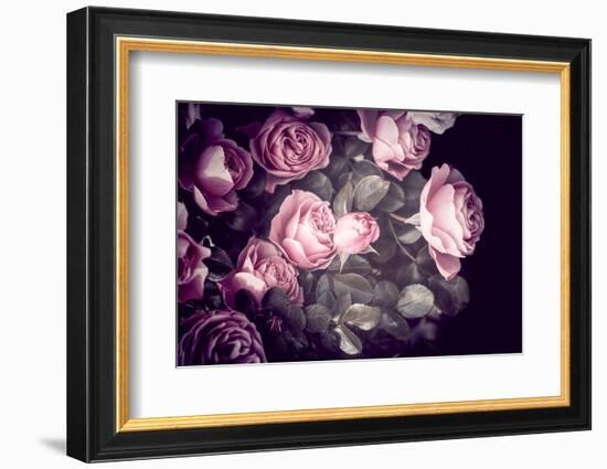 Roses-Philippe Sainte-Laudy-Framed Photographic Print